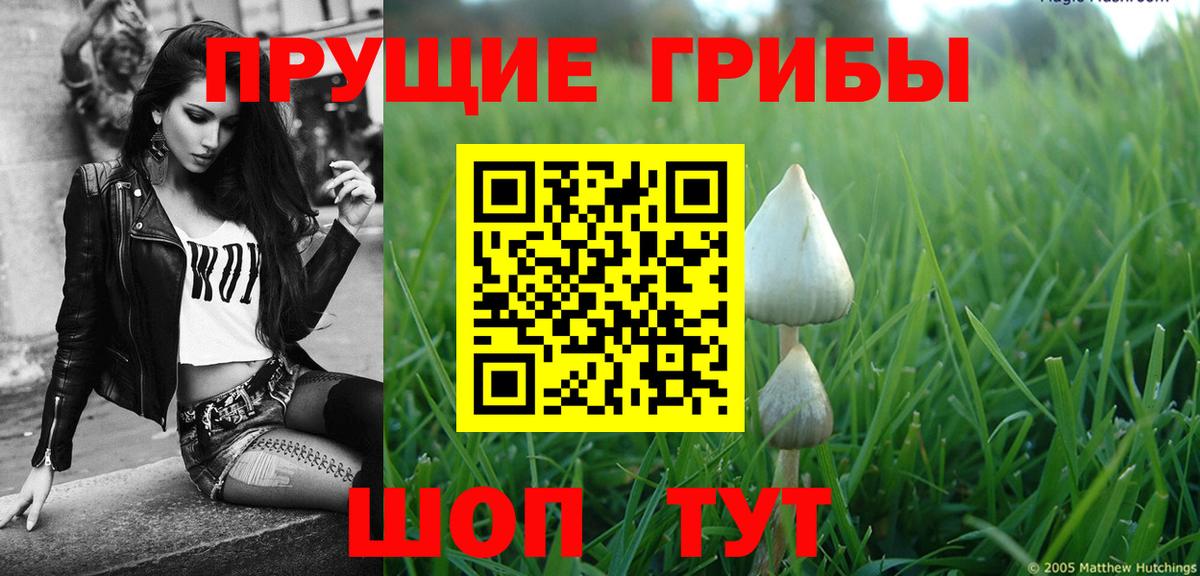 Галлюциногенные грибы Psilocybe Богородск